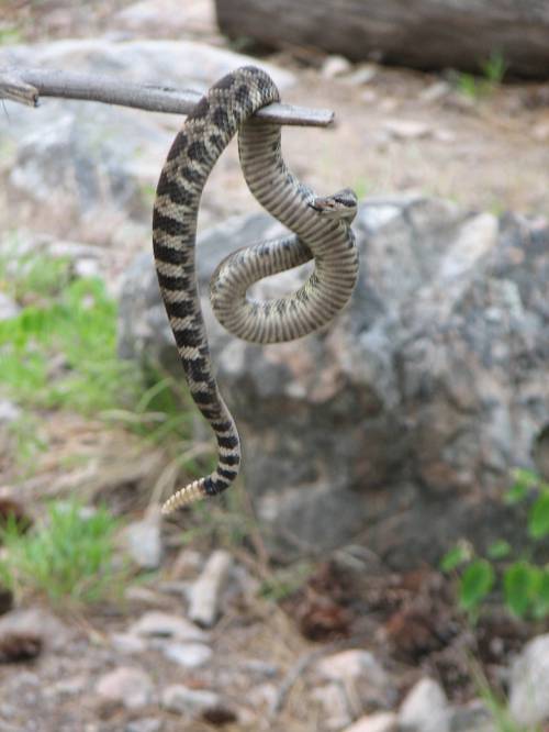 Watch out for the Rattlesnakes in Skaha!!