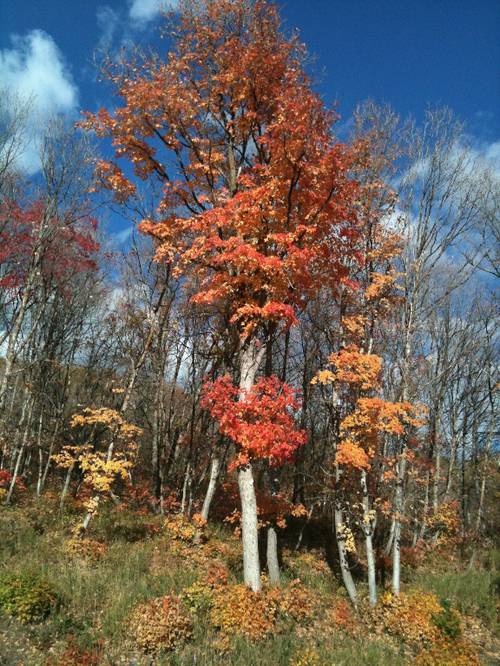 My mom and I went on the most spectacular drive last Fall through the Alpine Loop--took this out of my window.